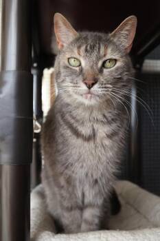 Torbie Cats Available for Adoption - Dora | PetCurious