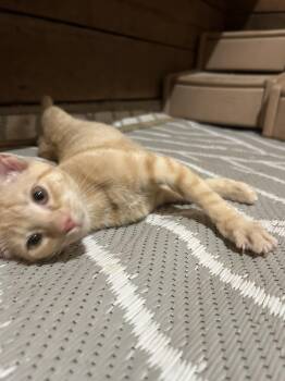 Malley (Tiff-fostered in New England) -  Domestic Short Hair and Tabby Cat for Adoption in Brighton, Tennessee - Malley (Tiff-fostered In New England) | PetCurious