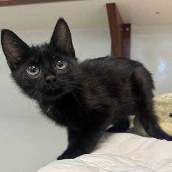 Thumper -  Domestic Short Hair Cat for Adoption in West Palm Beach, Florida - Thumper | PetCurious