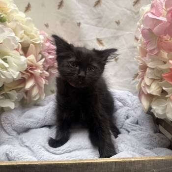 Juicer -  Domestic Long Hair Cat for Adoption in Newberg, Oregon - Juicer | PetCurious