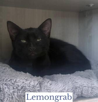 Lemongrab -  Domestic Short Hair Cat for Adoption in Berkeley Springs, West Virginia - Lemongrab | PetCurious