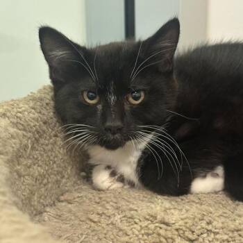 Outer Space -  Domestic Short Hair Cat for Adoption in Walnut Creek, California - Outer Space | PetCurious