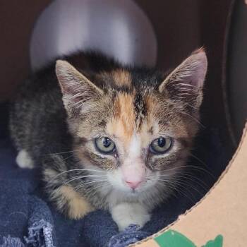 Peepers -  Domestic Short Hair Cat for Adoption in Baltimore, Maryland - Peepers | PetCurious