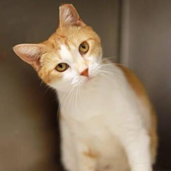 Domestic Short Hair Cats Available for Adoption in Atlanta, Georgia - Brock | PetCurious