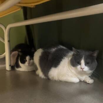 Domestic Short Hair Cats Available for Adoption in Roanoke, Virginia - Murphy | PetCurious