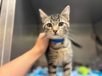 TYGGA -  Domestic Short Hair Cat for Adoption in Fort Wayne, Indiana - TYGGA | PetCurious