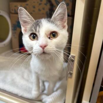 Zayne -  Domestic Short Hair Cat for Adoption in West Olive, Michigan - Zayne | PetCurious