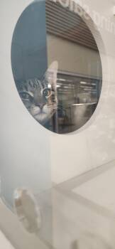 Rescue Domestic Short Hair Cats for Adoption in Town 