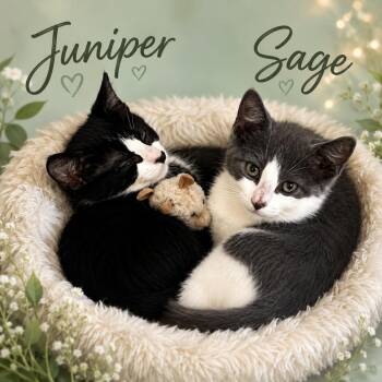 Sage & Juniper-Bonded Pair Ready Now -  Domestic Short Hair Cat for Adoption in Laurel, Maryland - Sage & Juniper-Bonded Pair Ready Now | PetCurious