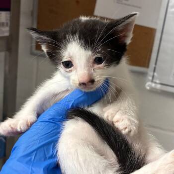 Paris -  Domestic Short Hair Cat for Adoption in Edinburg, Texas - Paris | PetCurious