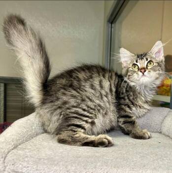 Wally -  Domestic Medium Hair Cat for Adoption in Cincinnati, Ohio - Wally | PetCurious