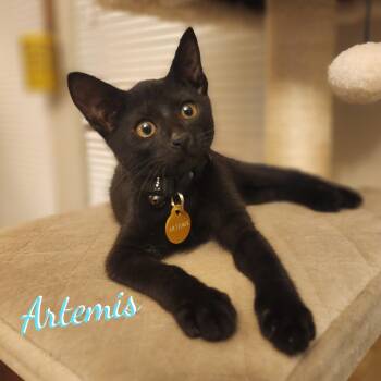 Artemis #copper-penny-eyes -  Bombay and Domestic Short Hair Cat for Adoption in Houston, Texas - Artemis #copper-penny-eyes | PetCurious