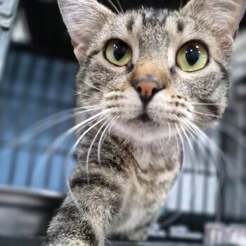 Penny -  Domestic Short Hair Cat for Adoption in Bismarck, North Dakota - Penny | PetCurious