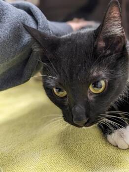 Domestic Short Hair Cats Available for Adoption - Marlina | PetCurious