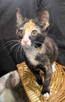 Cleo -  Calico and Domestic Short Hair Cat for Adoption in Hammond, Louisiana - Cleo | PetCurious