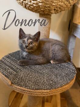 Donora -  Domestic Short Hair Cat for Adoption in Seven Valleys, Pennsylvania - Donora | PetCurious