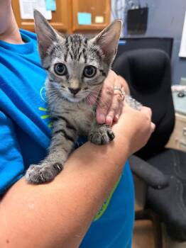 Flora -  Tabby Cat for Adoption in Virginia, Minnesota - Flora | PetCurious