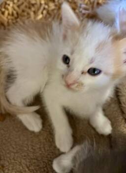 Peter Purrker 1207-26 -  Domestic Short Hair Cat for Adoption in Cumming, Georgia - Peter Purrker 1207-26 | PetCurious