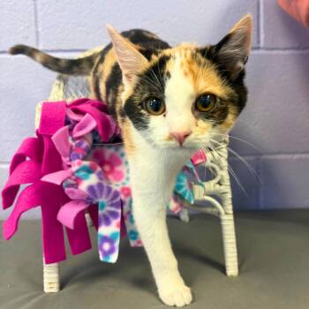 Kibbie -  Domestic Short Hair Cat for Adoption in Bardstown, Kentucky - Kibbie | PetCurious