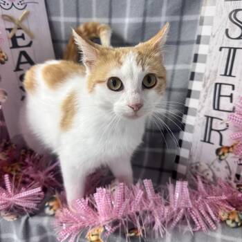 American Shorthair and Domestic Short Hair Cats Available for Adoption - Cody | PetCurious