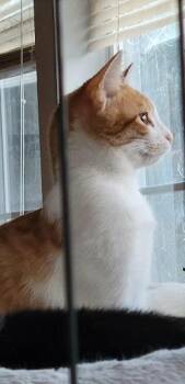 Domestic Short Hair Cats Available for Adoption - Derrick | PetCurious