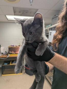 Scarecrow -  Domestic Short Hair Cat for Adoption in Cincinnati, Ohio - Scarecrow | PetCurious