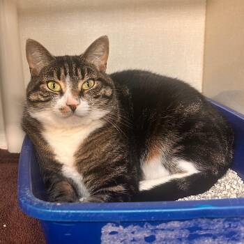 Domestic Short Hair Cats Available for Adoption in Saint Marys, Pennsylvania - Mars | PetCurious