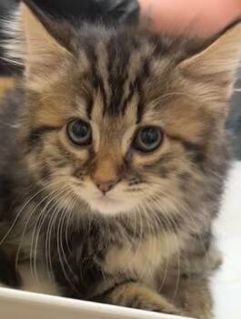 Rescue Domestic Long Hair Cats for Adoption in Elizabethton, Tennessee - ELARA | PetCurious