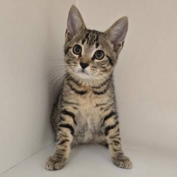 Cedar -  Domestic Short Hair Cat for Adoption in Champaign, Illinois - Cedar | PetCurious