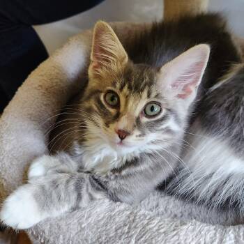Mitzi -  Domestic Long Hair Cat for Adoption in Magnolia, Texas - Mitzi | PetCurious