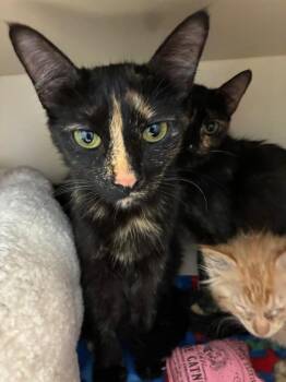 Tatum -  Domestic Short Hair Cat for Adoption in Bloomington, Indiana - Tatum | PetCurious