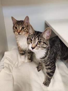 Domestic Short Hair Cats Available for Adoption - Corduroy | PetCurious