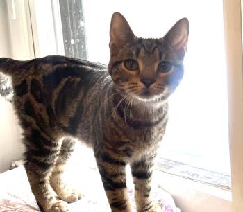 Tabby and Tiger Cats Available for Adoption in Killingly, Connecticut - River (he