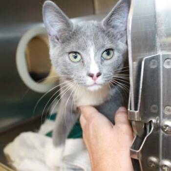 Bumble -  Domestic Short Hair Cat for Adoption in Richmond, Virginia - Bumble | PetCurious