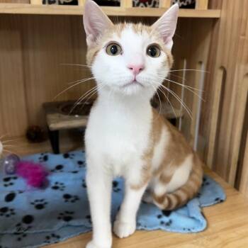 Harley -  Domestic Short Hair Cat for Adoption in Yucca Valley, California - Harley | PetCurious