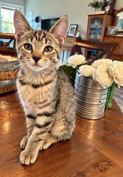 Reina -  Tabby Cat for Adoption in Maple Valley, Washington - Reina | PetCurious