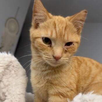 Domestic Short Hair Cats Available for Adoption - Orange Sorbet | PetCurious