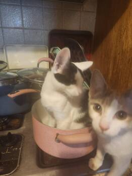 Marshmallow -  Calico and Domestic Short Hair Cat for Adoption in Walnut Creek, California - Marshmallow | PetCurious