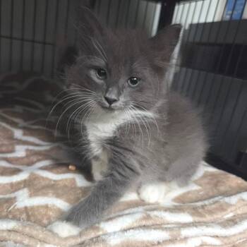 Penny -  Domestic Long Hair Cat for Adoption in Dallas, Texas - Penny | PetCurious