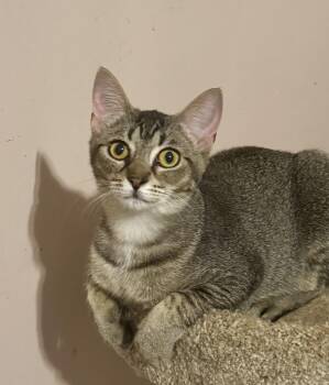 Domestic Short Hair Cats Available for Adoption - Sally Cheeks =^.^= | PetCurious