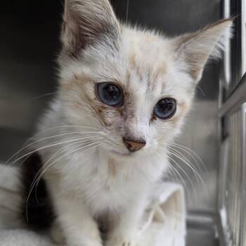 Azul -  Domestic Short Hair Cat for Adoption in Auburn, Alabama - Azul | PetCurious