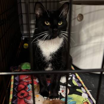 Rescue Domestic Short Hair Cats for Adoption in Philadelphia, Pennsylvania - Rufus | PetCurious
