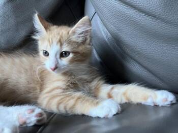 OTIS -  Domestic Medium Hair Cat for Adoption in Burbank, California - OTIS | PetCurious