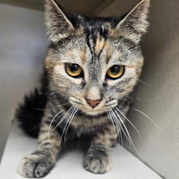"Artemis" -  Domestic Short Hair Cat for Adoption in Salt Lake City, Utah - "Artemis" | PetCurious