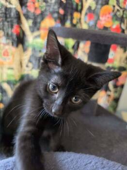 Gigi -  Domestic Short Hair Cat for Adoption in Chicago, Illinois - Gigi | PetCurious