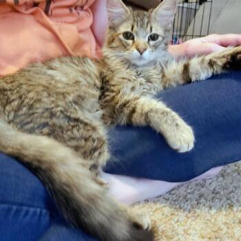 Domestic Long Hair Cats Available for Adoption in Sedalia, Missouri - Hunt | PetCurious