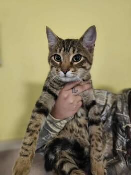 Domestic Short Hair Cats Available for Adoption - Tarzan | PetCurious