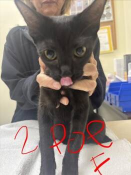 Rescue American Shorthair Cats for Adoption in Charleston, South Carolina - Poe | PetCurious