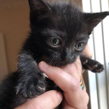 Domestic Short Hair Cats Available for Adoption in Roanoke, Virginia - FOMO | PetCurious