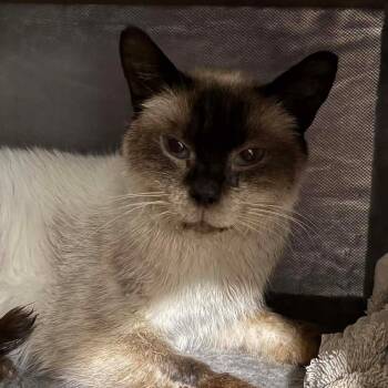 Siamese Cats Available for Adoption in Jurupa Valley, California - Tiny | PetCurious